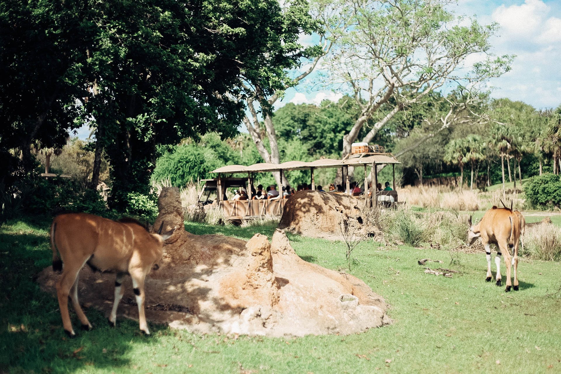 Disney’s Animal Kingdom Photo Guide – TRAVEL IN STYLE | MELODY SCHMIDT