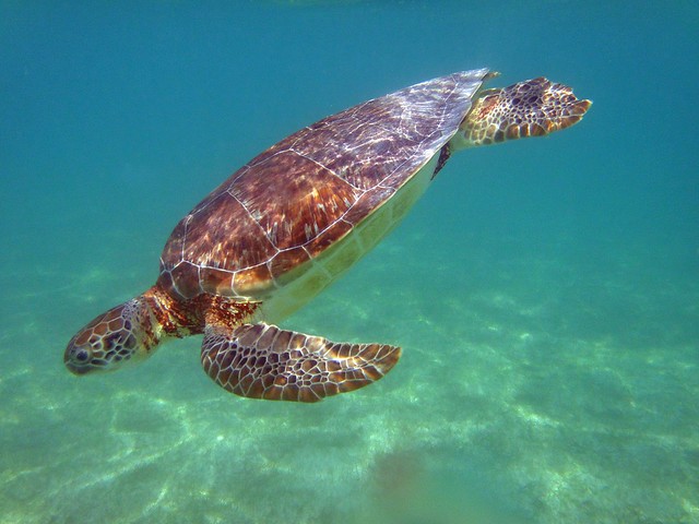 Everything you need to know about my favorite experience in Akumal Mexico: snorkeling with the famous endangered turtles of Akumal Beach Mexico! Learn about the best time of year to see the turtles, what snorkeling tour you should book, and how to help turtle conservation in Akumal Bay. #thingstodoinakumalmexico #akumalmexicopictures #akumalturtles